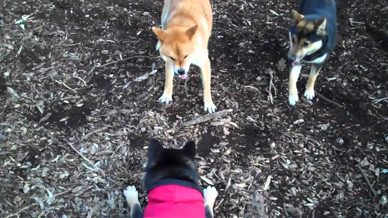Shiba Inu Meetup Part 2