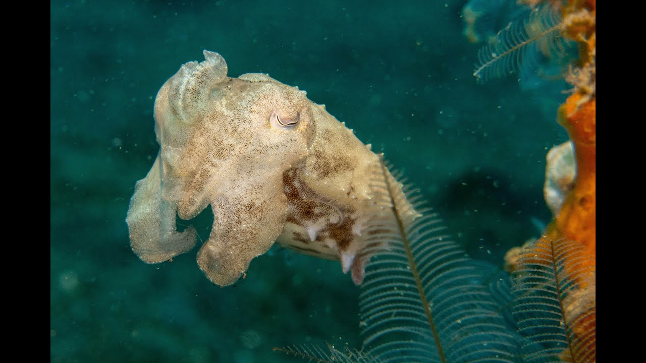 Diving in Lembeh Strait 2023