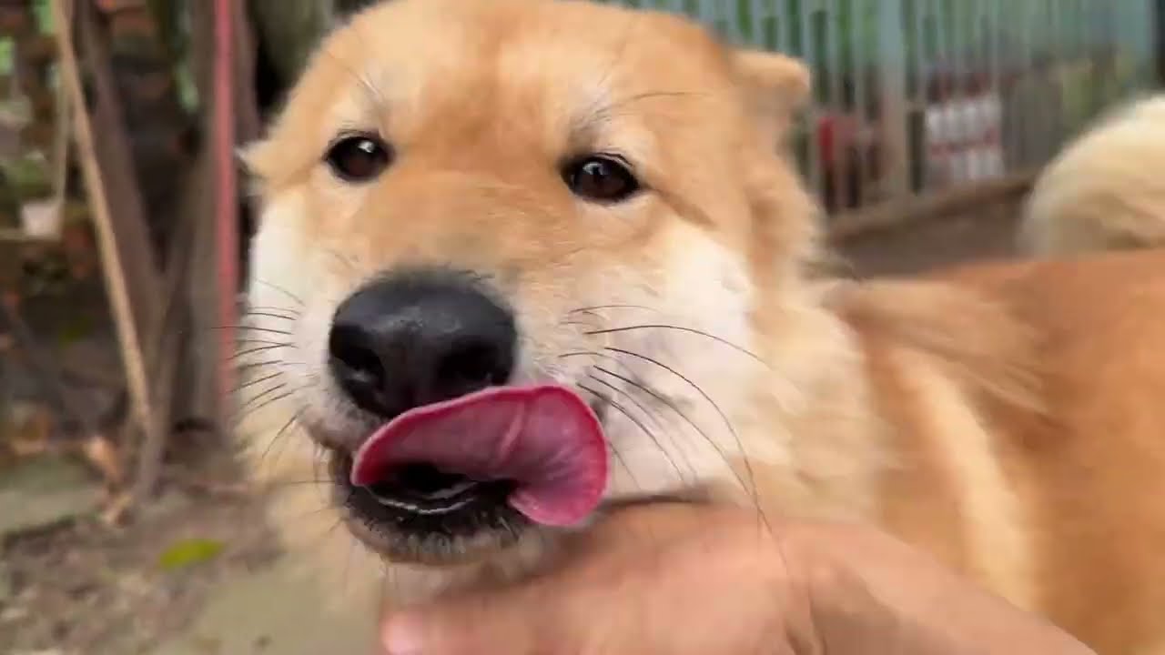 Go to Farm with my Dog 🐶 #love #cute #free #pets #animals #dog #friends #funny #corgi