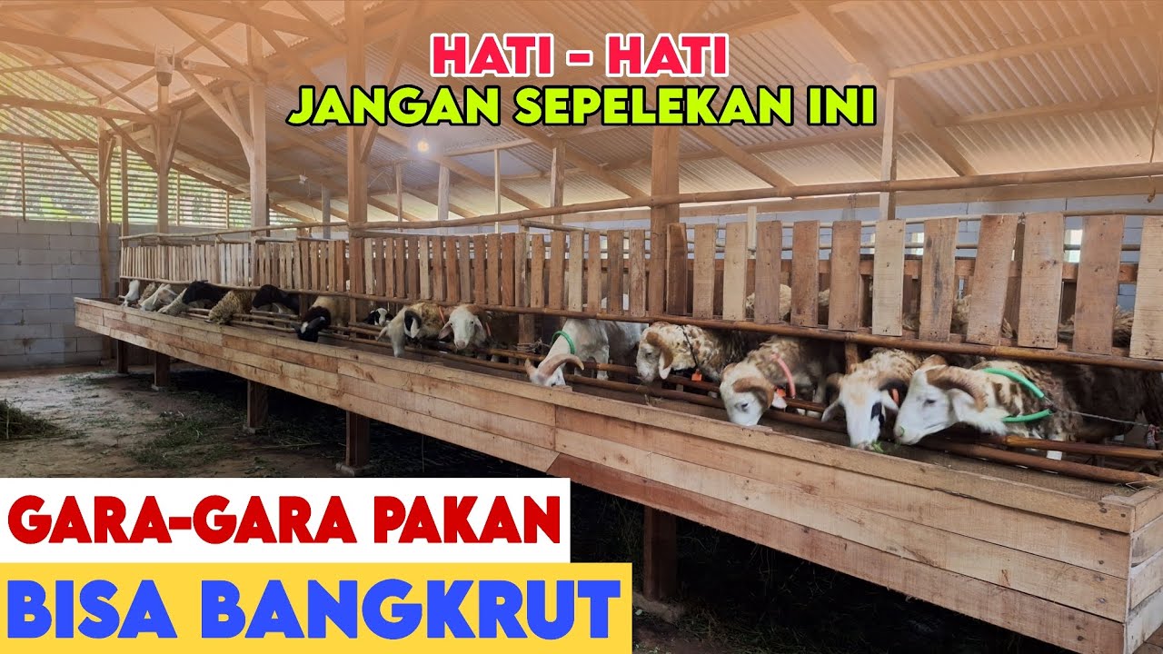 HAL SEPELE BISA BIKIN BANGKRUT PETERNAKAN BANYAK YANG NGEGAMPANGIN