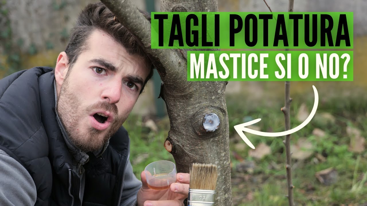 MASTICE CICATRIZZANTE sui tagli di POTATURA? come disinfettare correttamente (propoli)