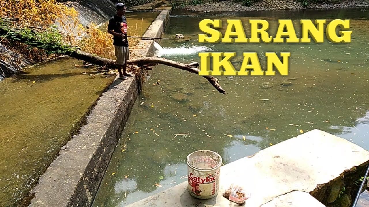 Berburu Ikan Sungai Bersama Mancing Way