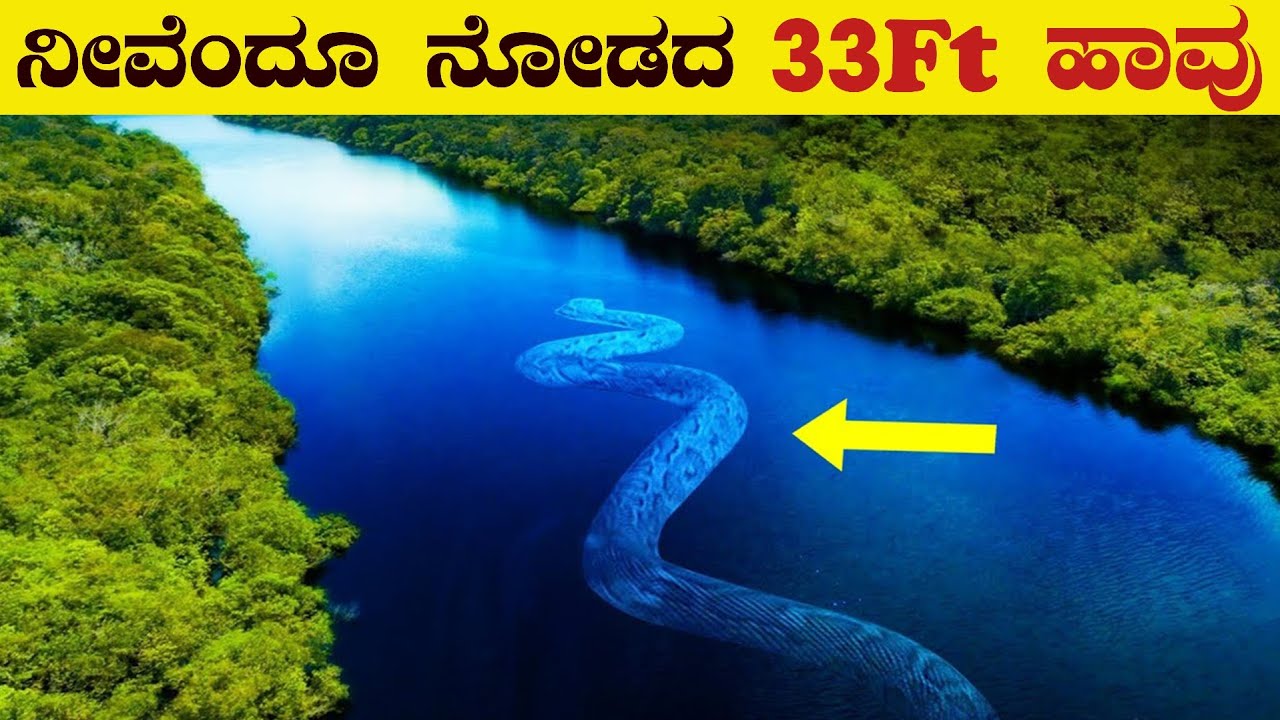 8 Most Dangerous Animals Of The Amazon Rainforest | Amazon Forest | Anaconda | Top 10 | VismayaVani