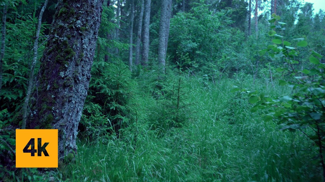 Walking in Norwegian Rain: Forest Walk (4k asmr)