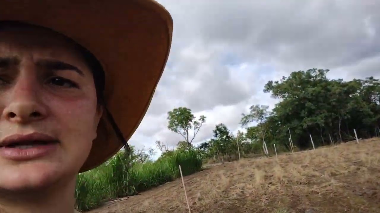 como plantar milho para silagem.