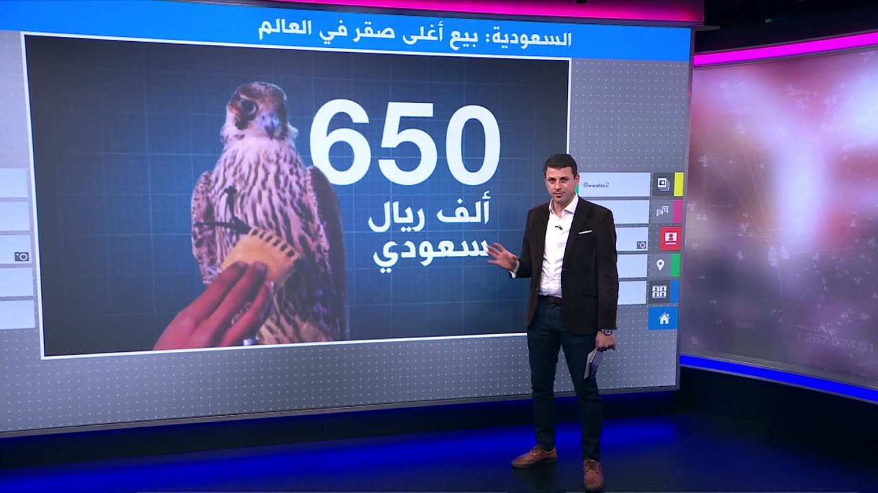 بيع أغلى صقر شاهين في العالم بمزاد في السعودية