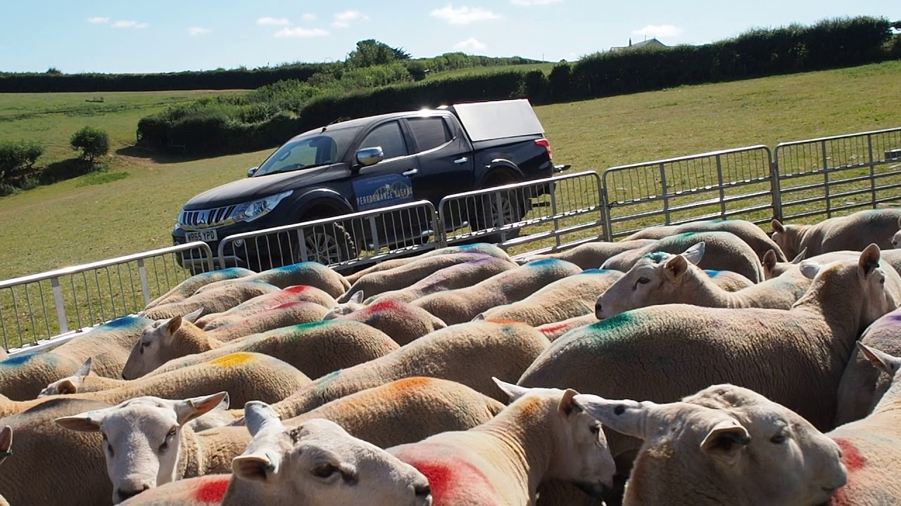 Lleyn shearling rams for sale 2019