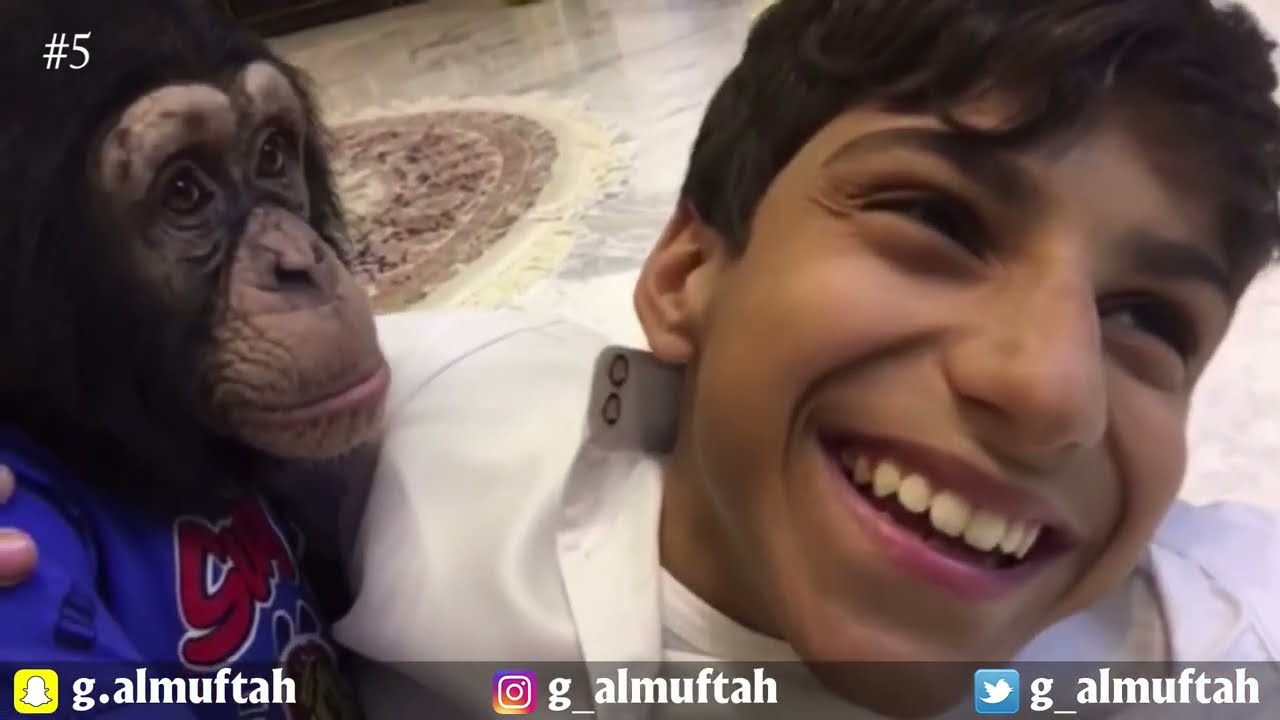 Ghanim Al Muftah :  مع الشمبانزي