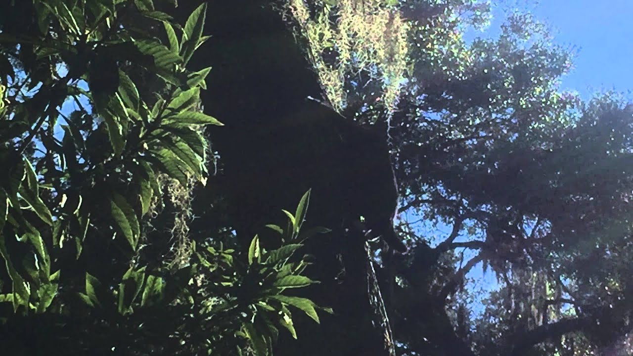 This Is How A Cat Climbs Down A Tree