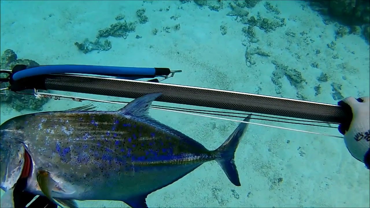 Spearfishing in Moorea - French Polynesia