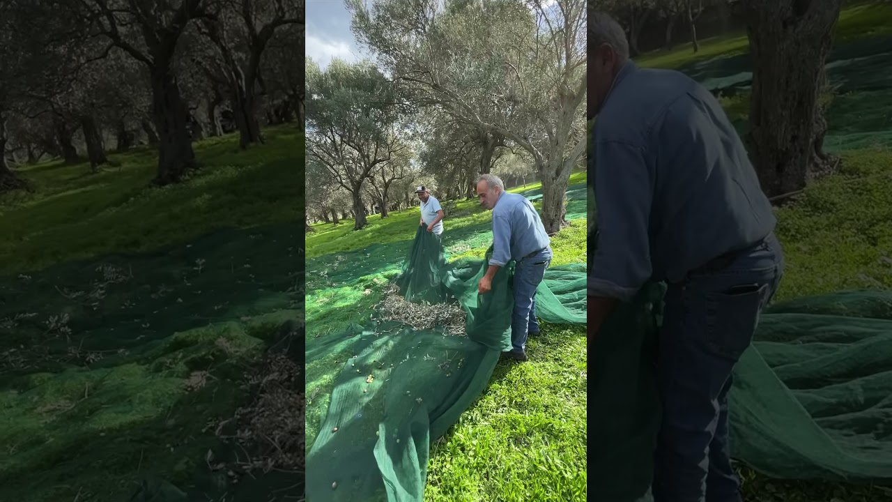 La raccolta delle olive a mano come una volta