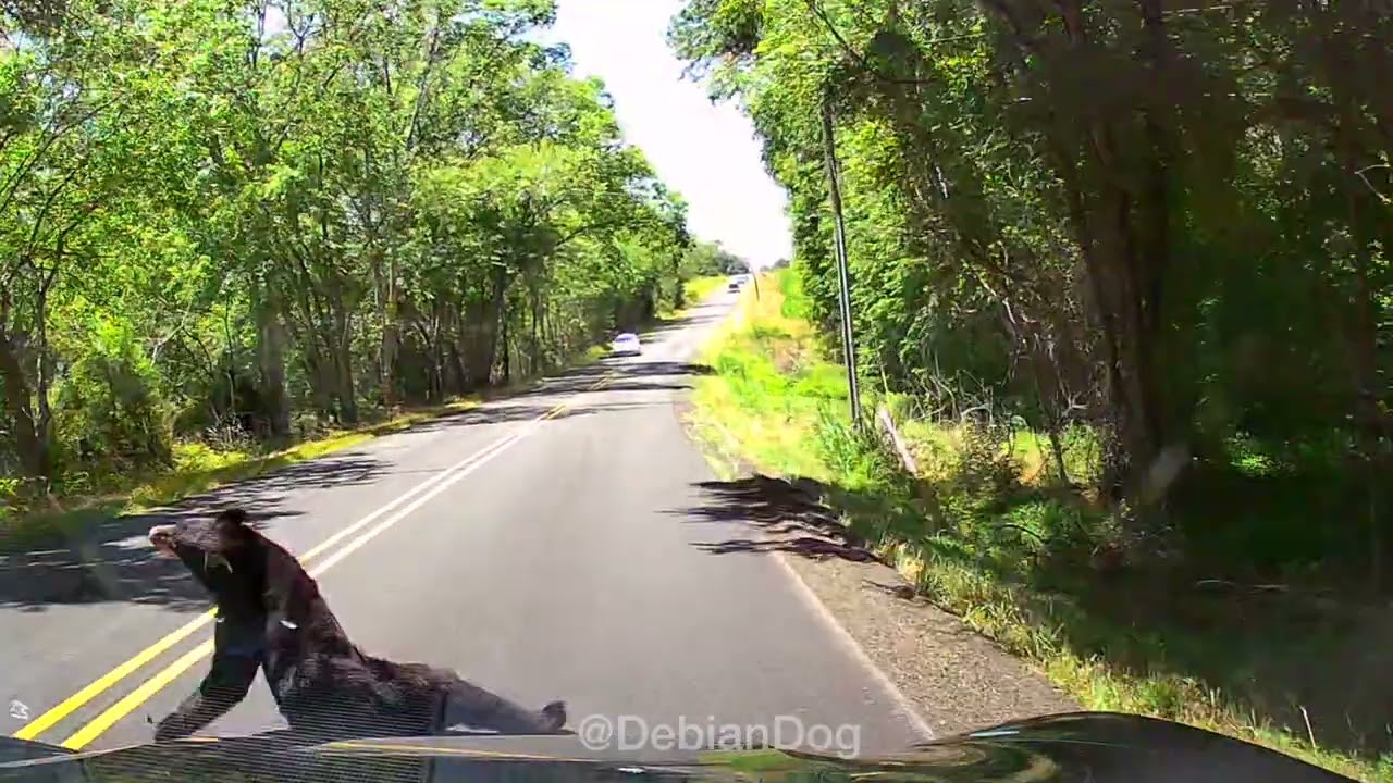 a bear gets struck by my car and another