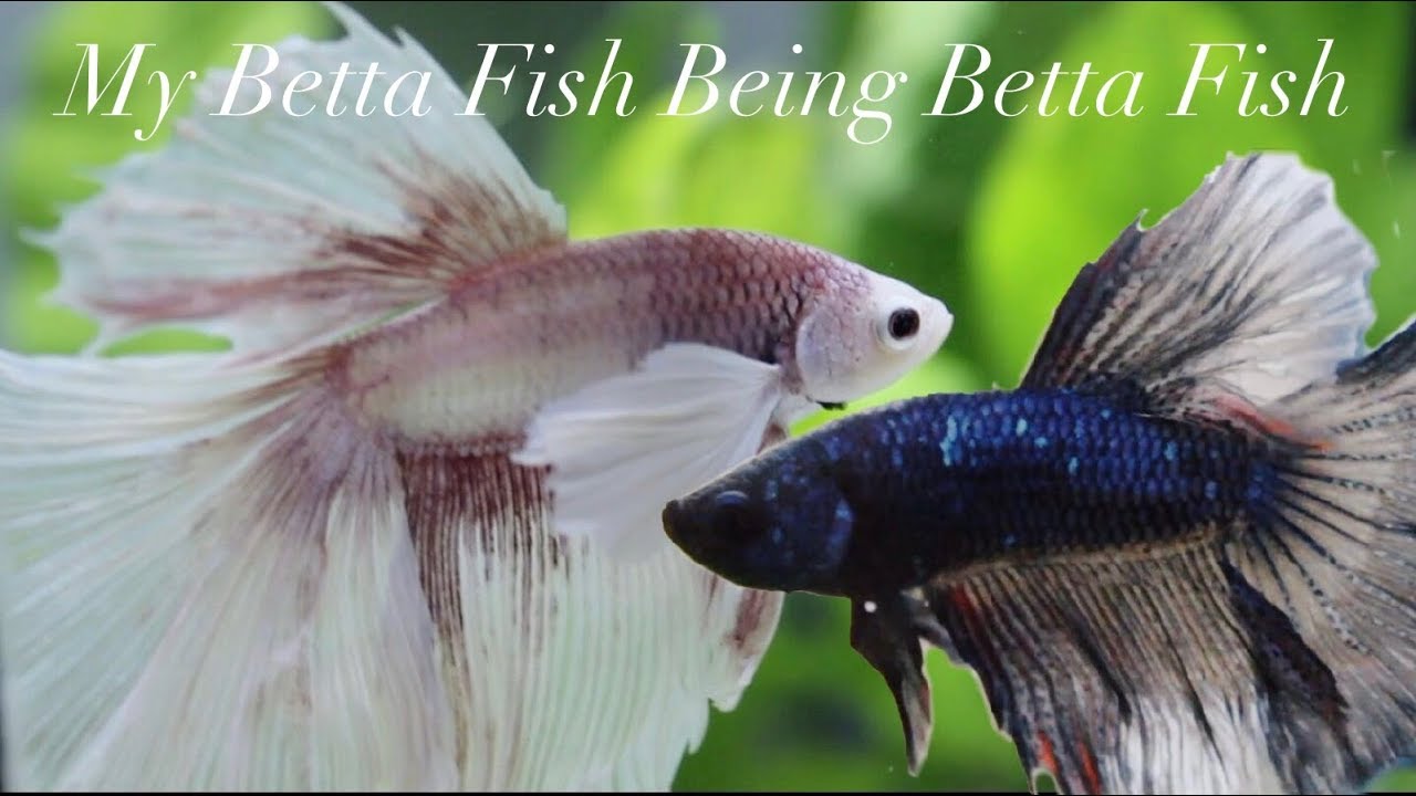My Betta Fish Swimming Around For 2 Minutes
