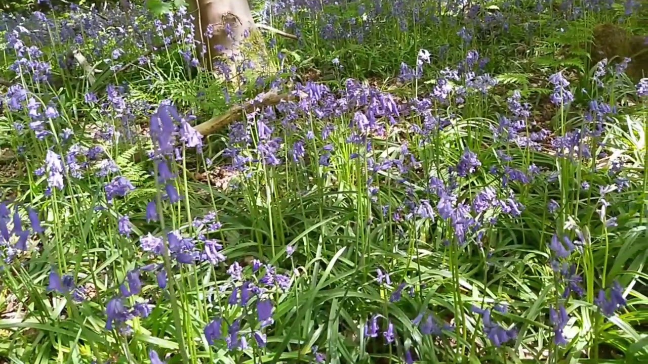 British Bluebells...(see description)