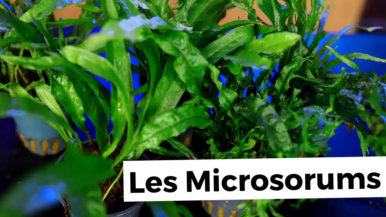 TOUT SUR LES MICROSORUMS | AQUABOTA