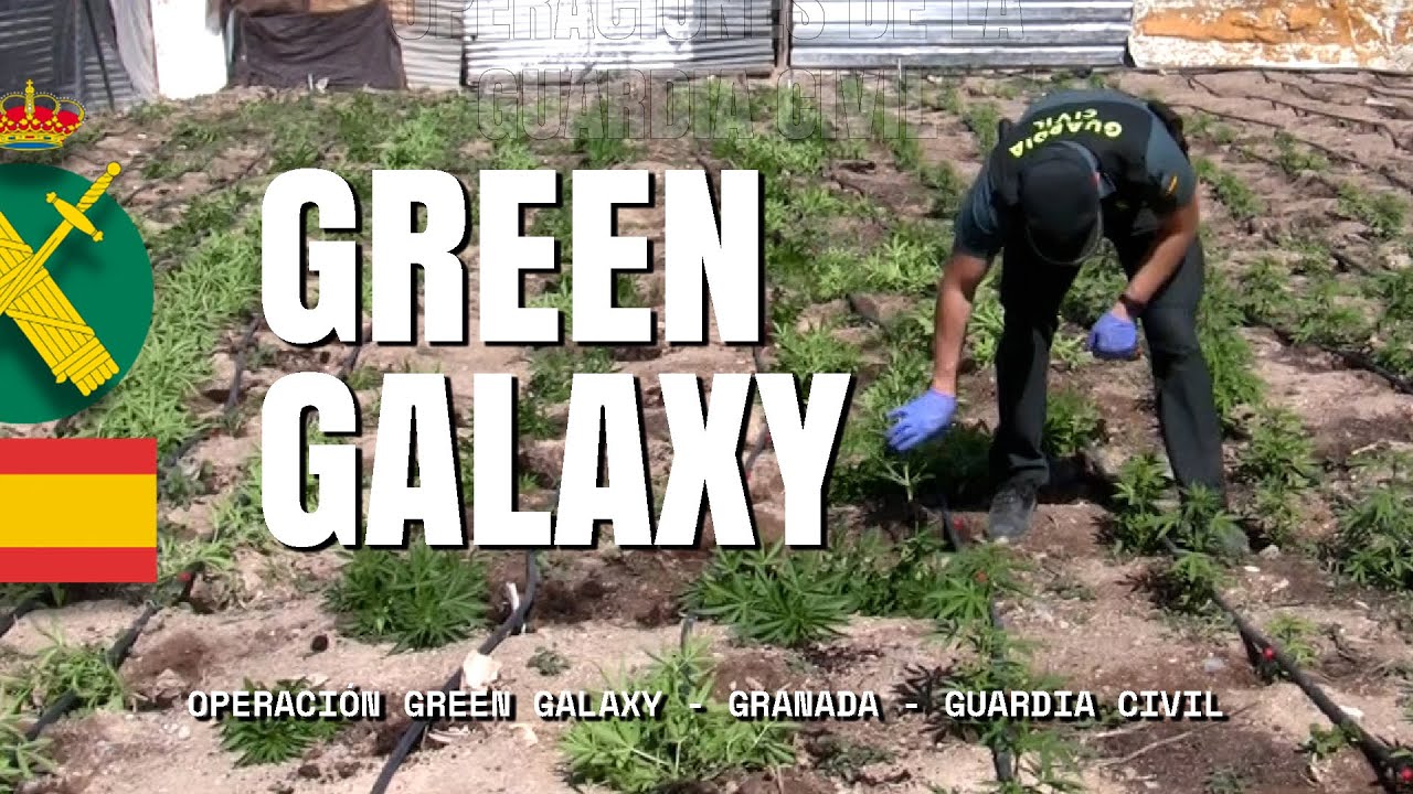 Intervenidas más de 7.000 plantas de cannabis en una macrooperación realizada en Atarfe (Granada)