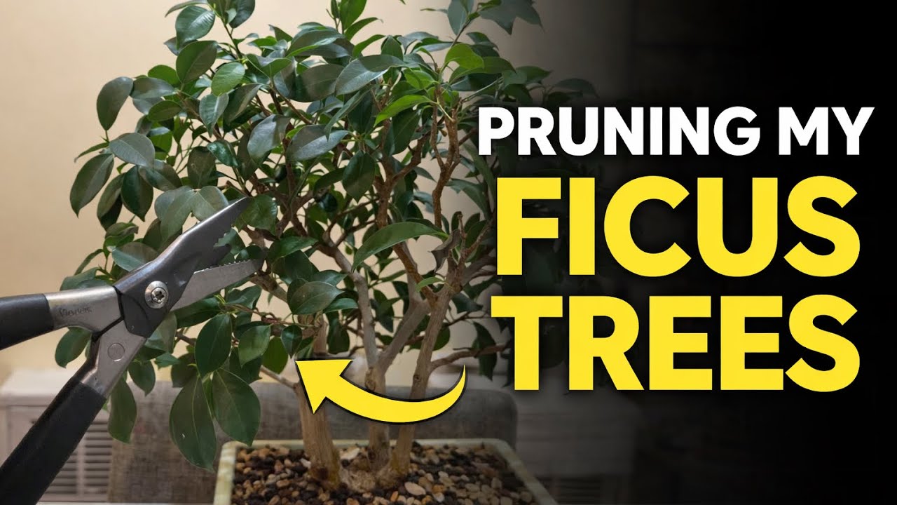 Pruning My Ficus Bonsai Trees