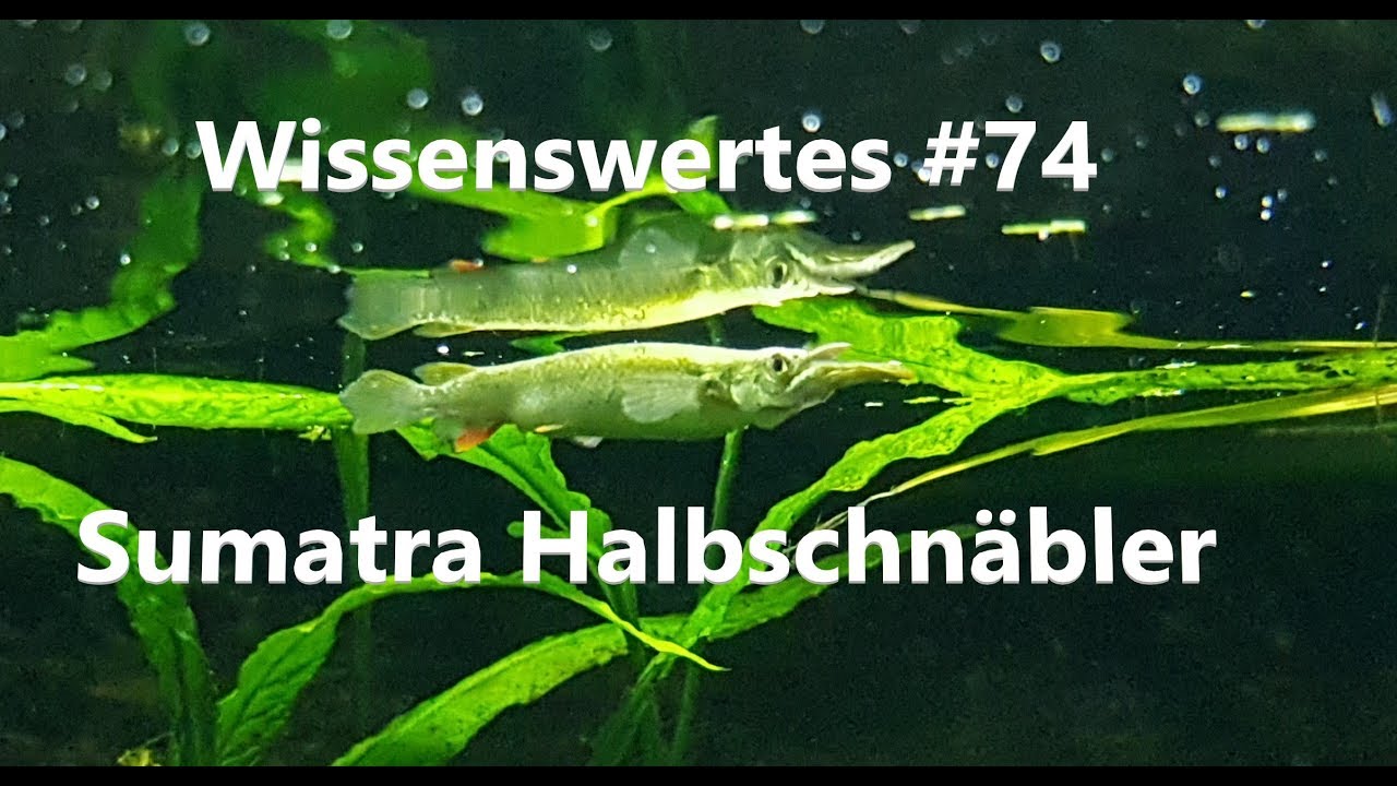 Der Sumatra Halbschnäbler | Wissenswertes #74
