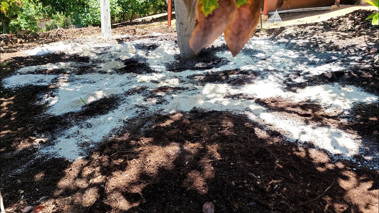 Avocado Root Rot Treatment - 7 Months Into The Process
