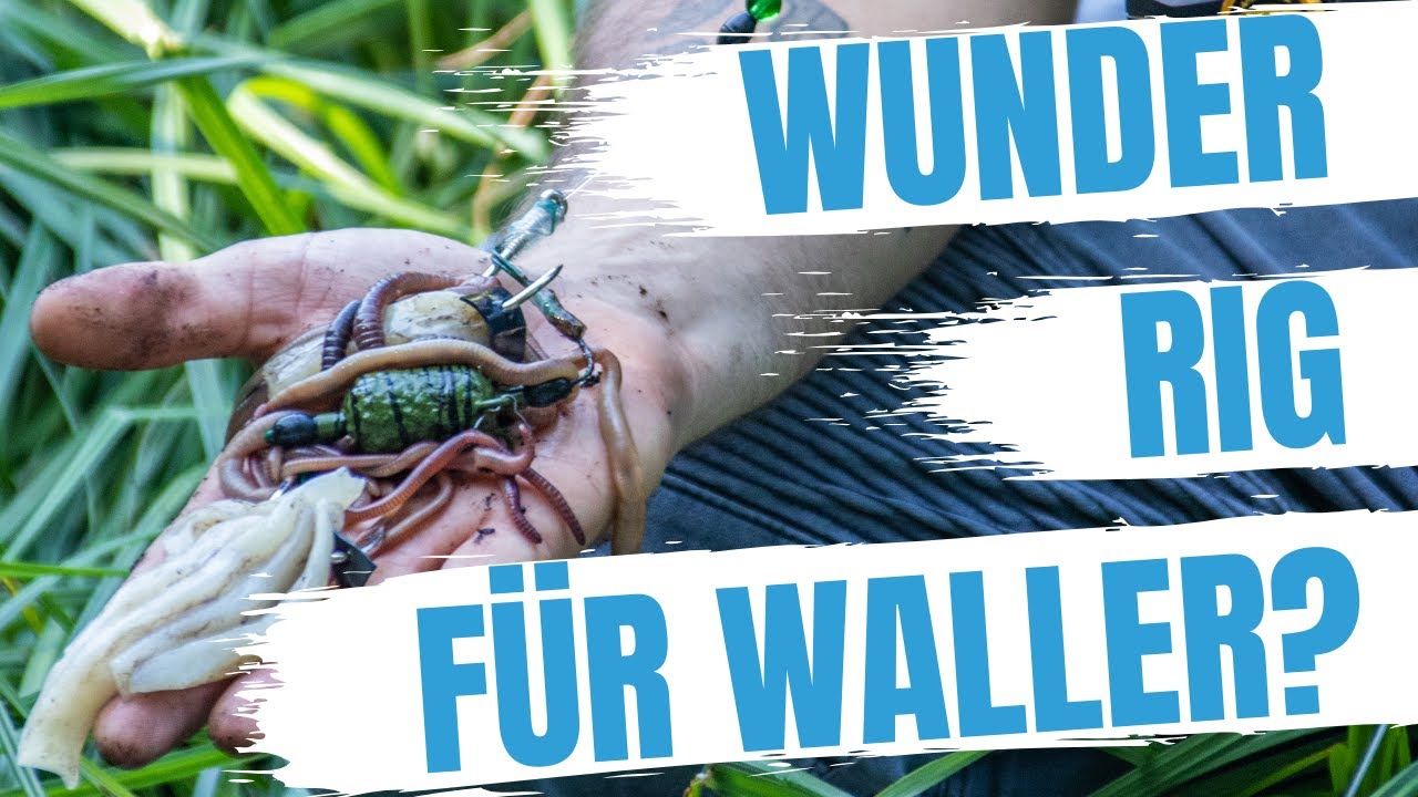 ► Legal Welsangeln mit Tauwurm, Dendrobena, Blutegel, Kalamari | Meduza Rig Anleitung | Dudi's 101