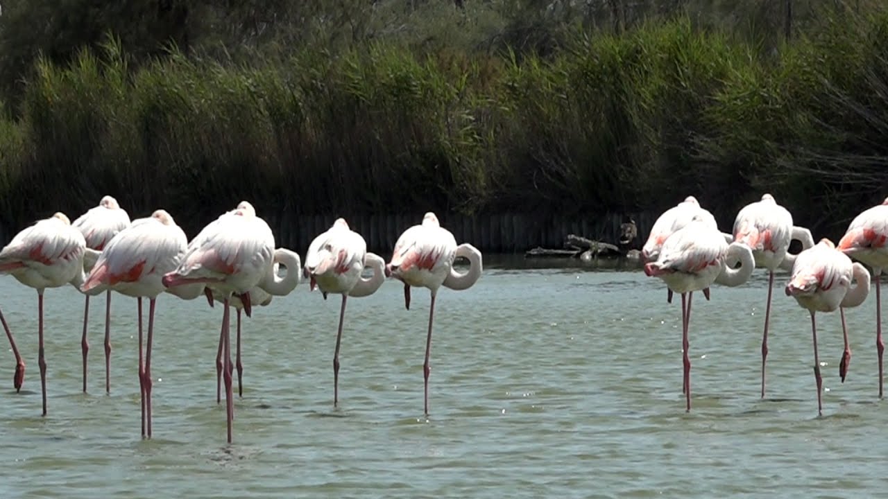 Saintes Maries de la Mer - Camargue (Francia)