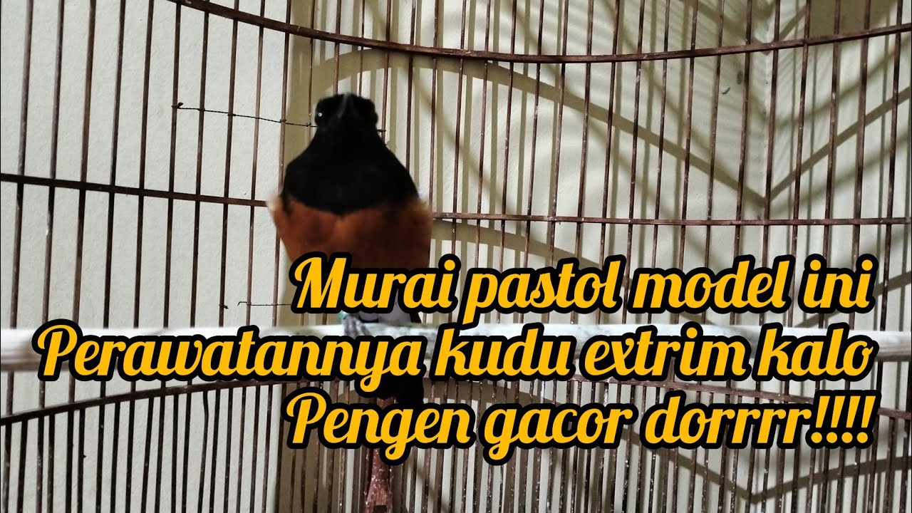 Murai Pastol Setingan Setan 😈