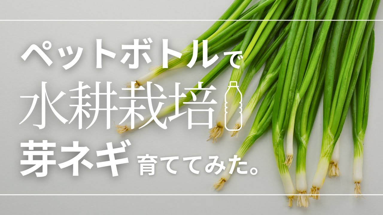 【芽ネギ成長記録】スポンジとペットボトルを使った水耕栽培に挑戦！