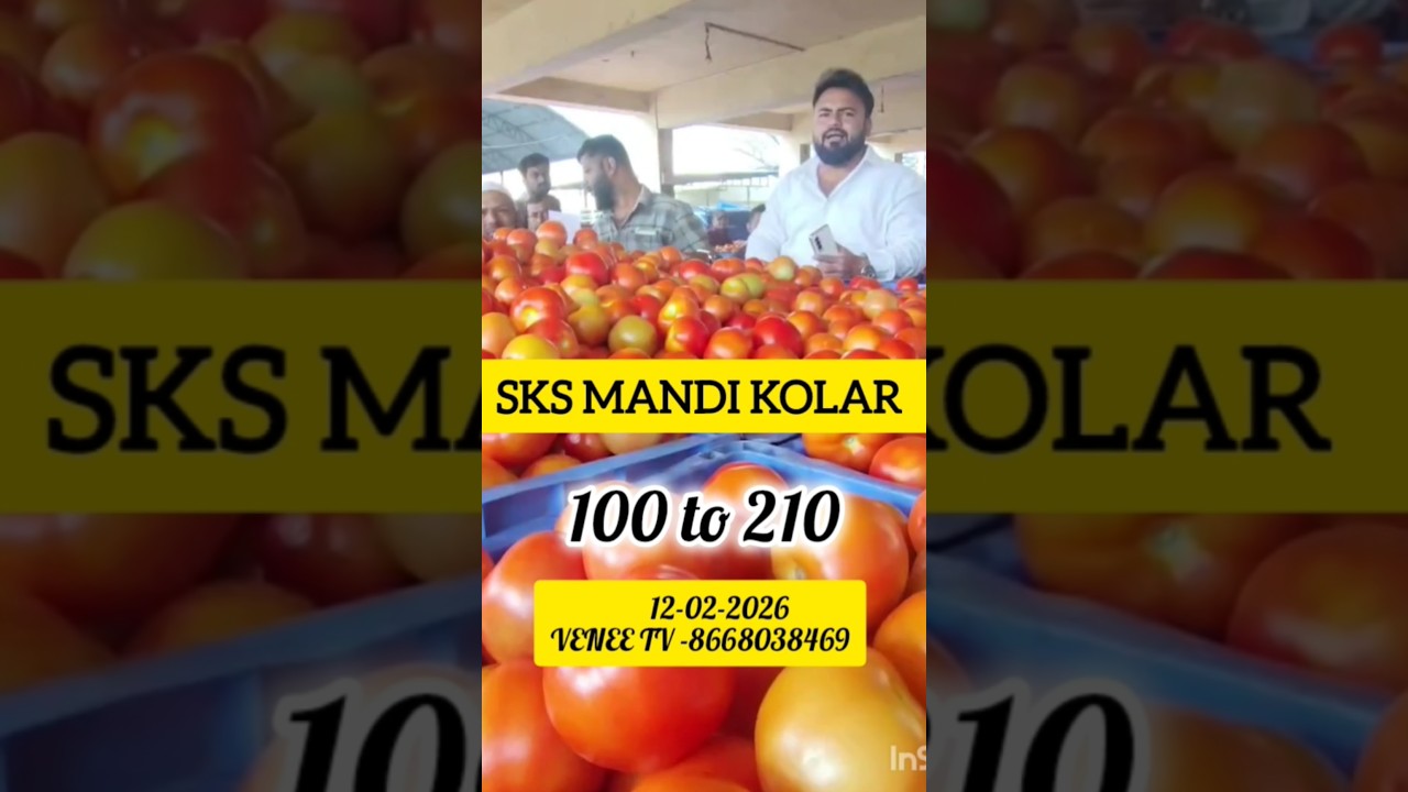12-02-2026#KOLAR SKS MANDI TOMATO PRICE