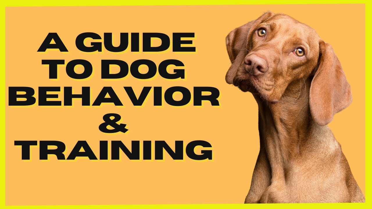 Dog Behavior Explained: Decode Canine Body Language  & Training Tips| Wagggie World