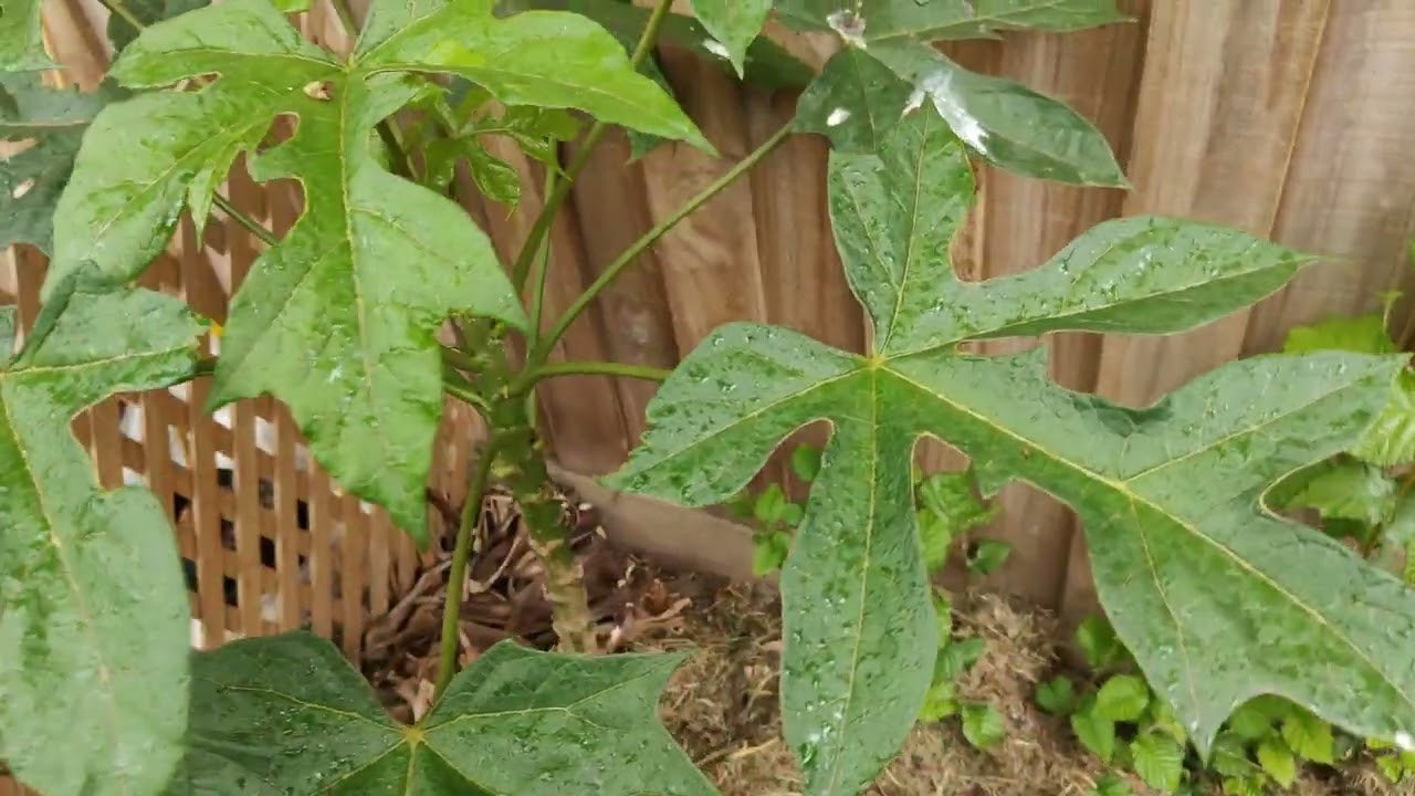 Melbourne Spring update on most tropicals