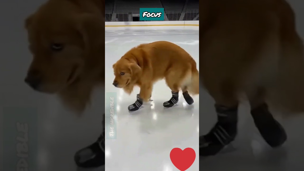 This Golden Retriever Skates Like a PRO 😳❄️ 