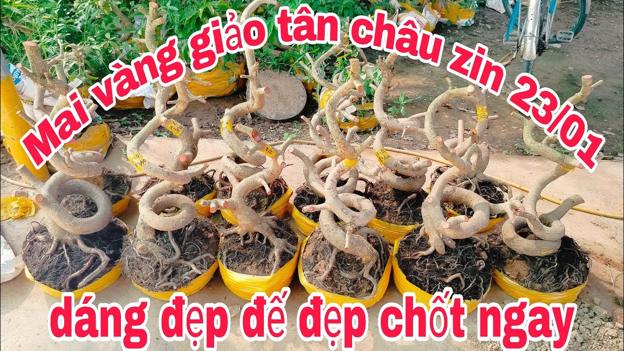 Mai vàng giảo tân châu zin 23/01 Zalo 📱 0974483509 Cường con mong cô chú ủng hộ!!!