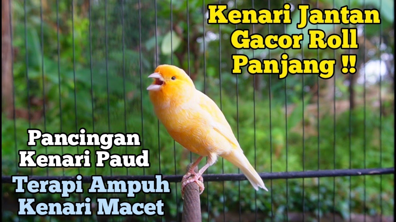 Kenari Super Gacor Cuit Cuit memanggil lawan emosi || Pancingan kenari paud belajar bunyi