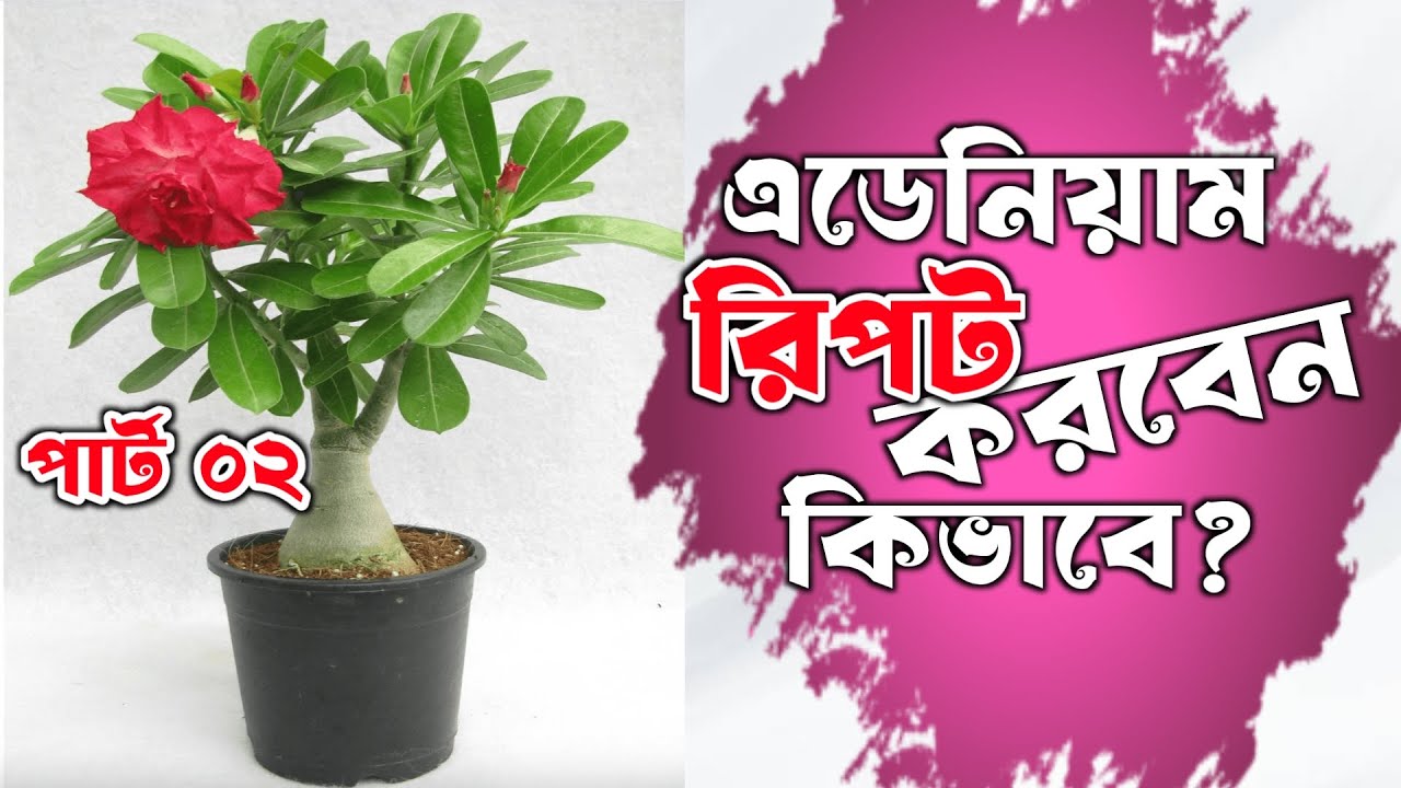 এডেনিয়াম রিপটিং কিভাবে করবেন?Adenium Repotting Tips Part 2|মিডিয়া তৈরি ও টবে রোপণ |Green Leaf Garden