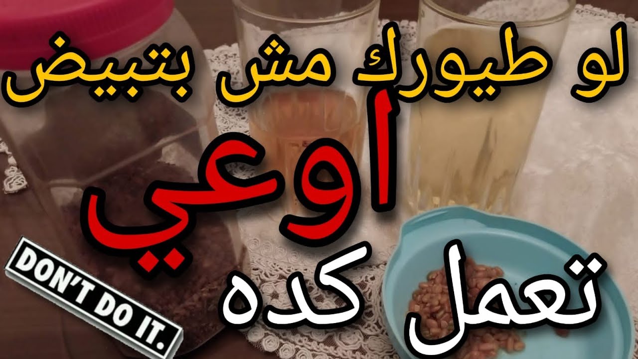 لو طيورك مش بتبيض هقلك على حل رائع/ ب ٥ جنيةفقط
