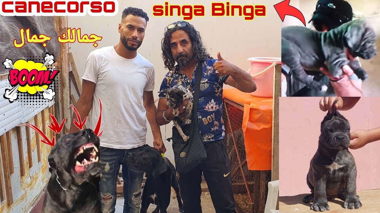 زيارة مفاجأة عند المولوع عبدرزاق  واحسن أنواع الكلاب كاين🤔 المليح(canecorso )وجمالك جمال 💣💥
