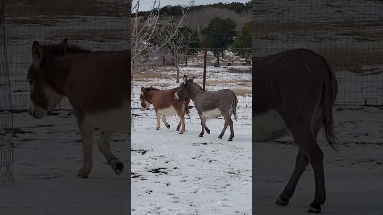 Snow day play - day 2