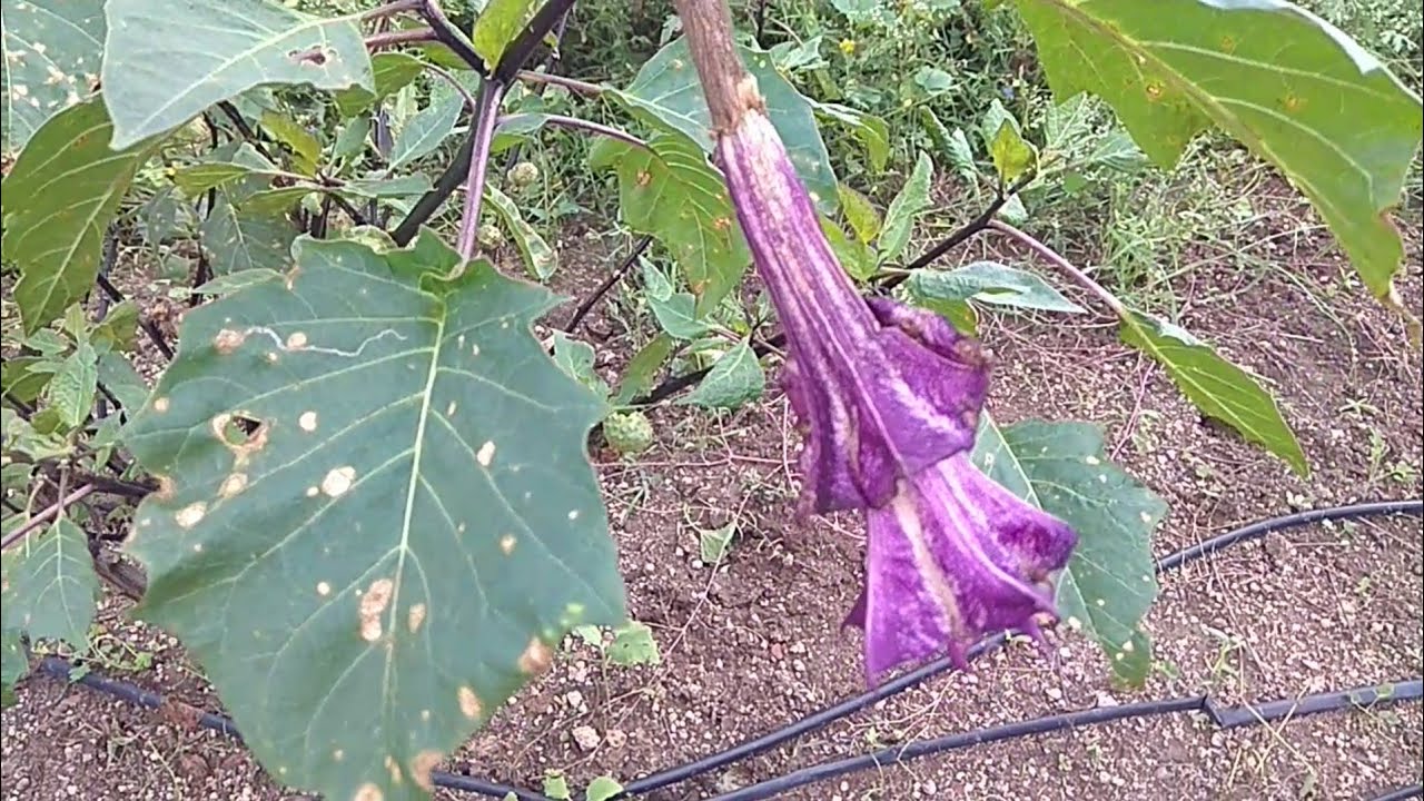 काळ्या धोतर्याचे फायदे,kala dhotara,धोतरा