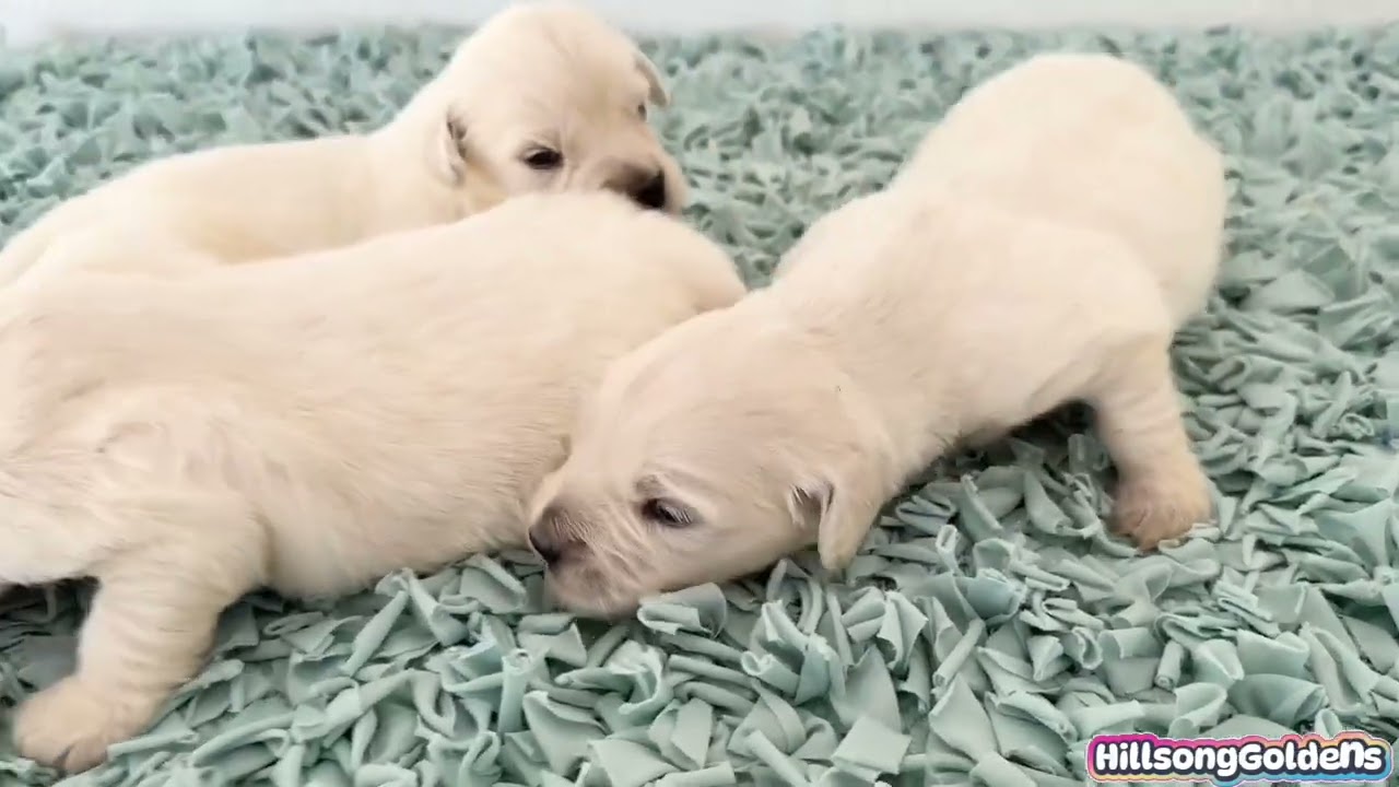 The Most Beautiful English Cream Golden Puppies You’ll See This Year 🐾 Lizzie&Finn GIRLS 3 weeks old