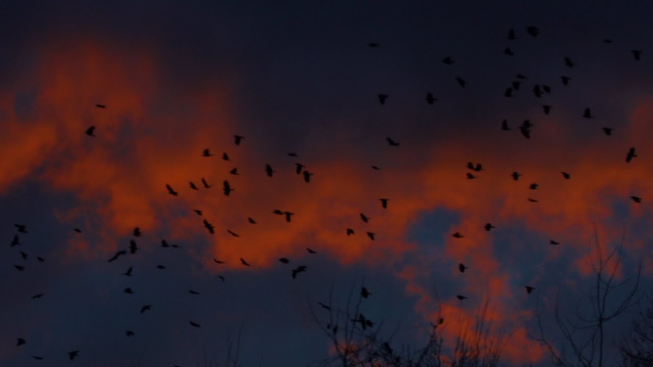 A Murder of Crows flying in the Sunset