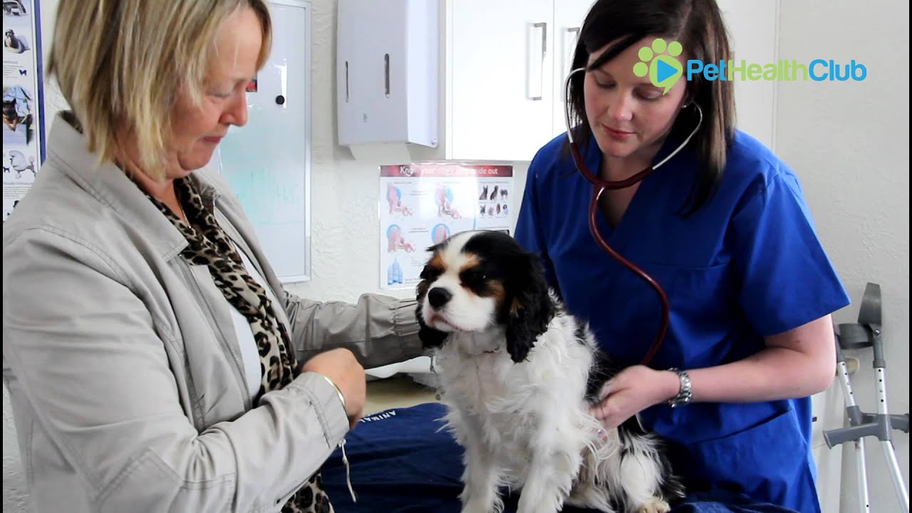 The PetHealthClub - Rat Bait  Poisoning (Rodenticide Toxicity) in Dogs and Cats Explained