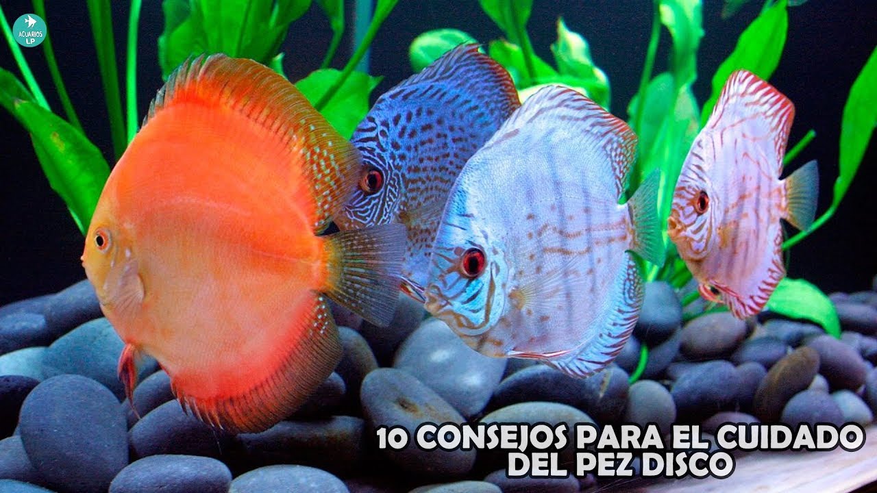 10 CONSEJOS para el BUEN CUIDADO de un PEZ DISCO | Symphysodon discus | AcuariosLP