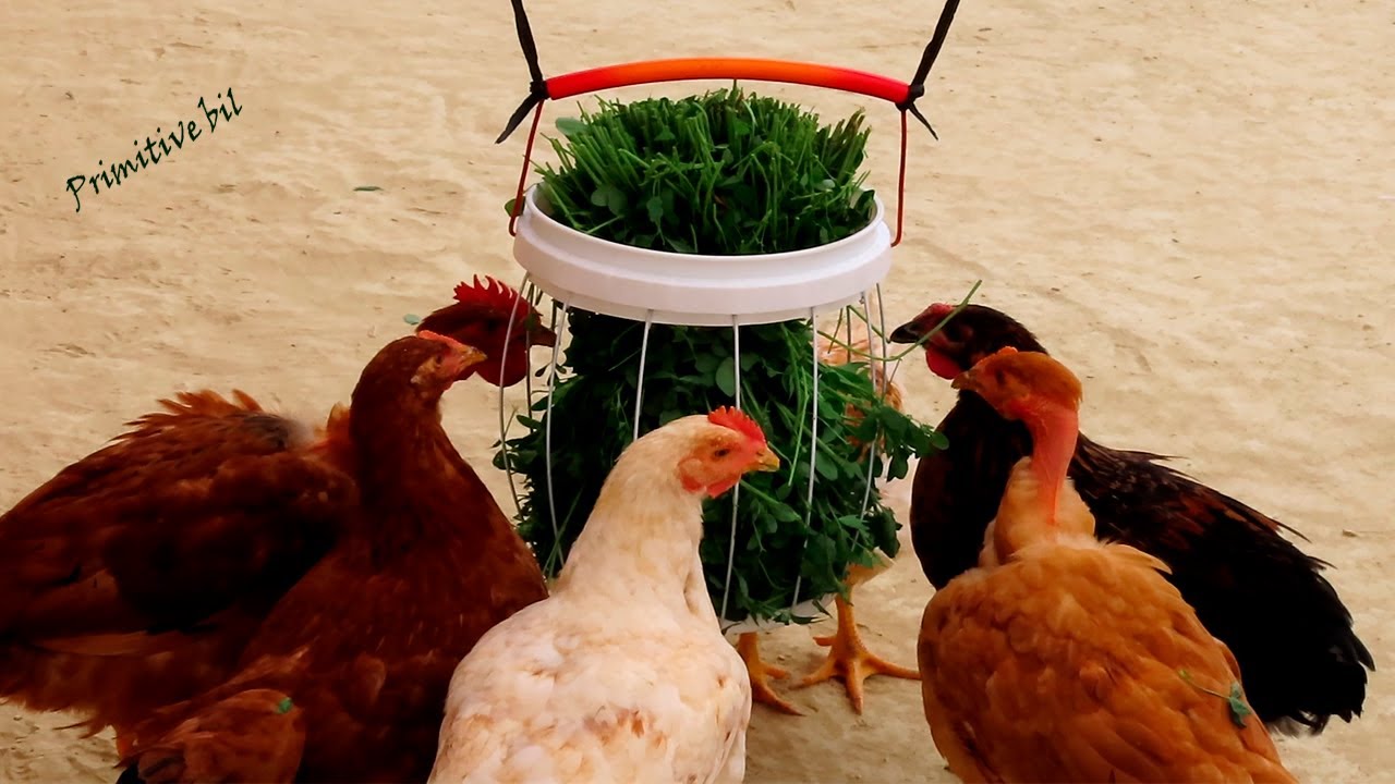 Comedero para forraje verde para gallinas y pollos.