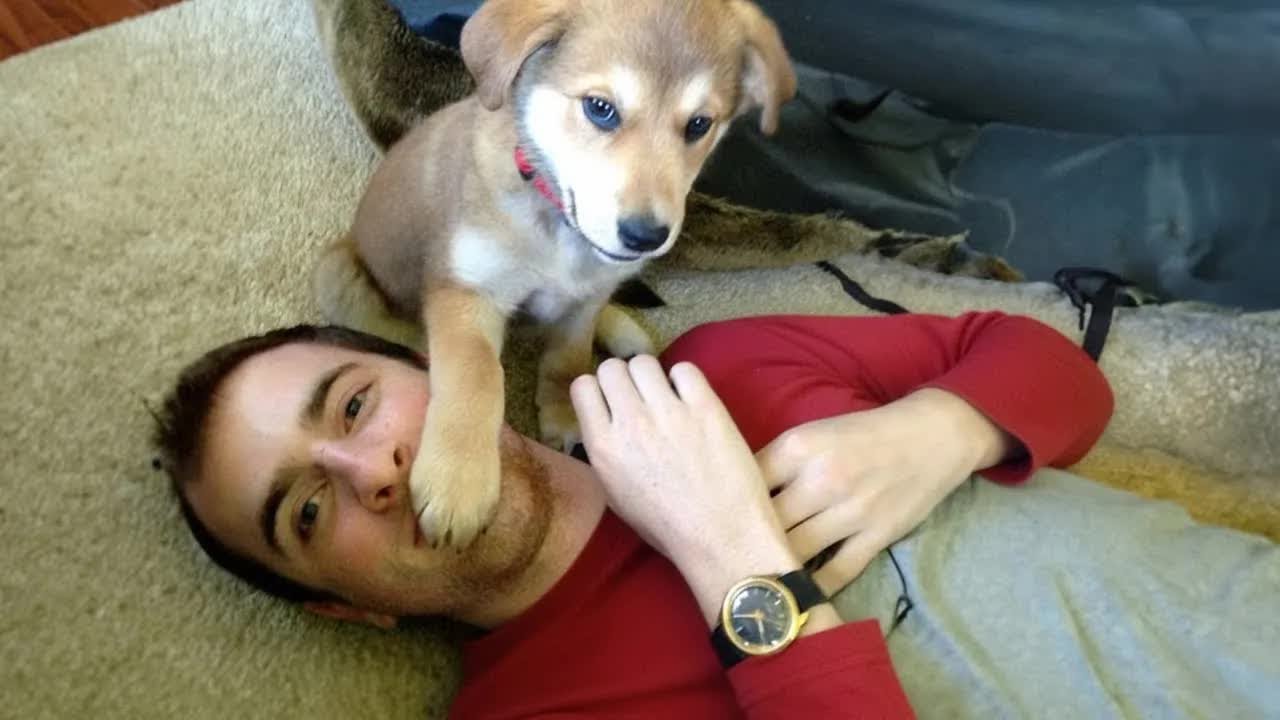 Funniest Cats & Dogs of 2026 🐾😸 | Try Not To Laugh Challenge! 😚 #funnycatsdogs