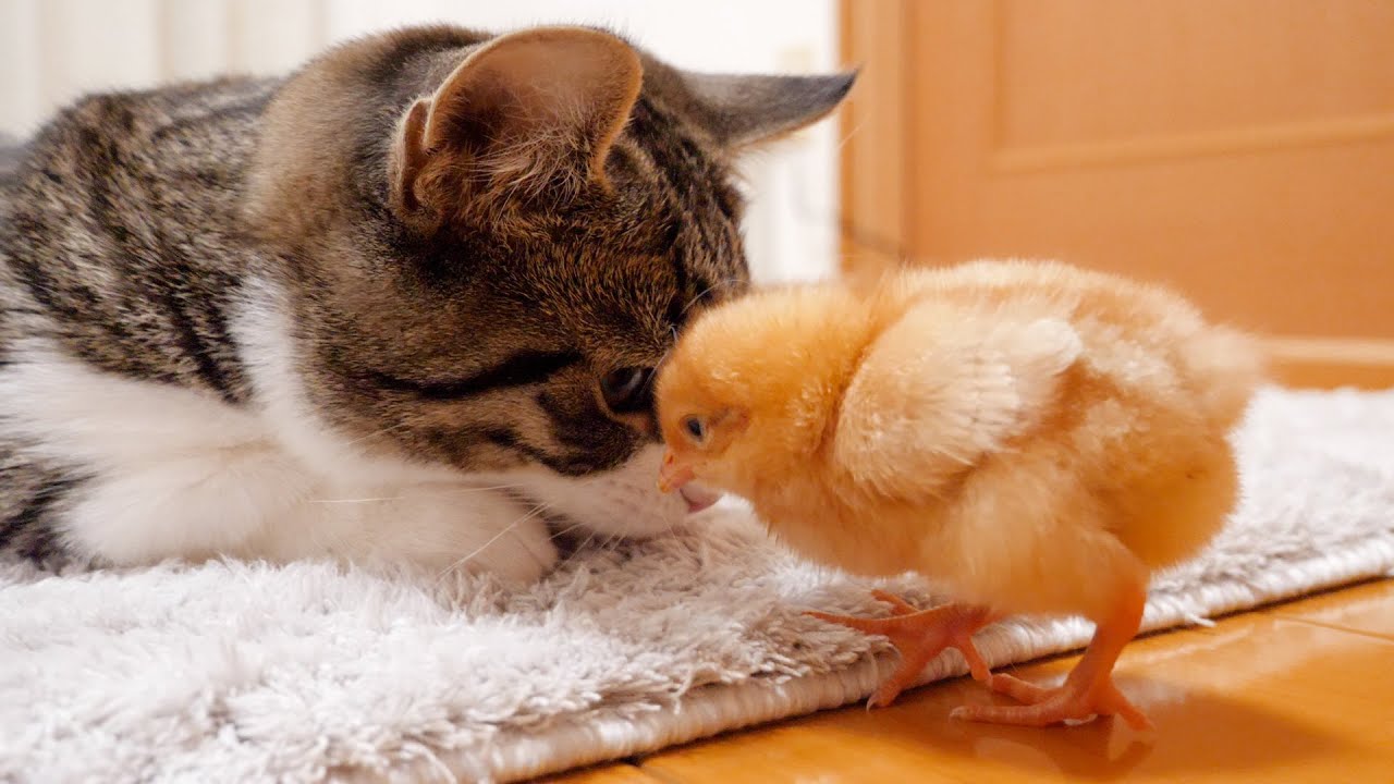 Memories of kitten Coco and tiny chicks