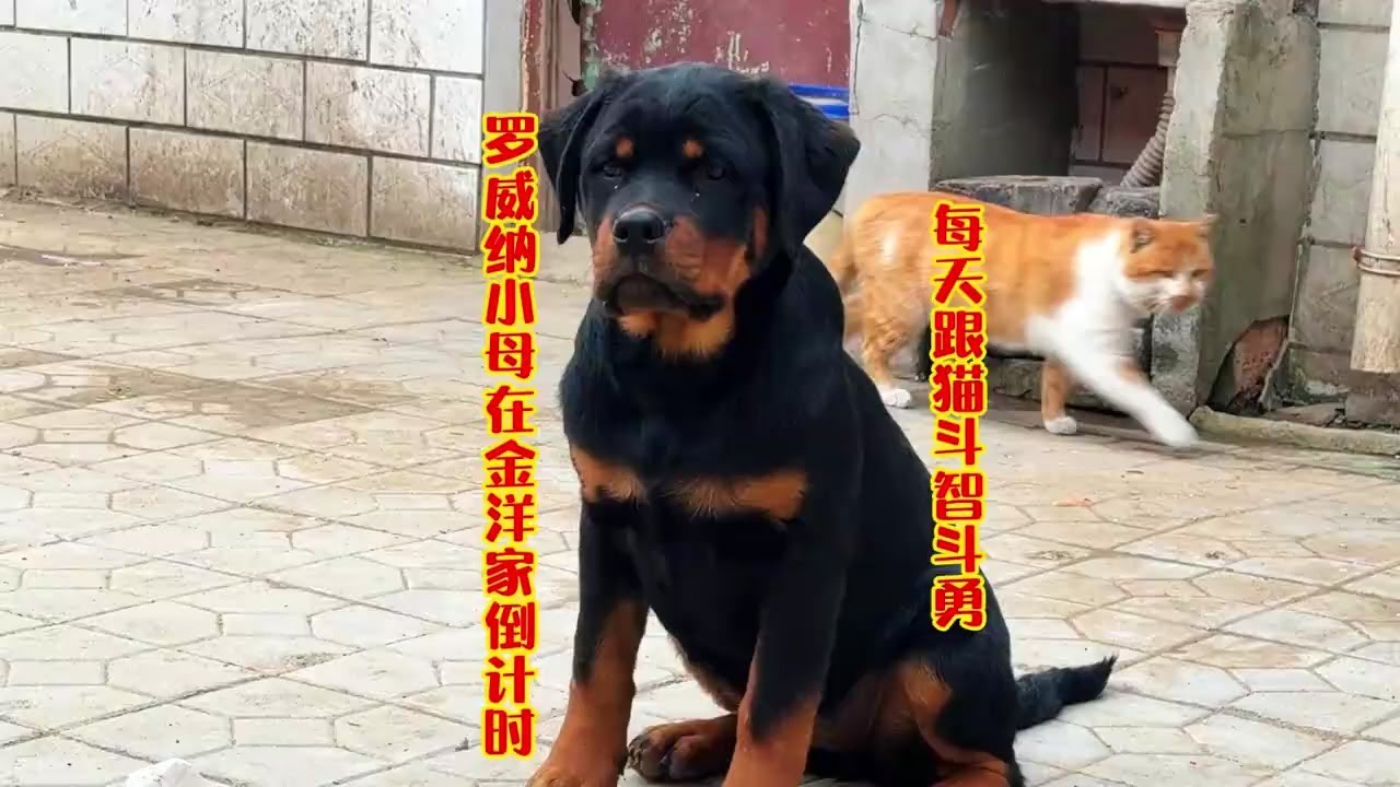 罗威纳小母在金洋家倒计时，每天跟猫斗智斗勇，看看谁厉害