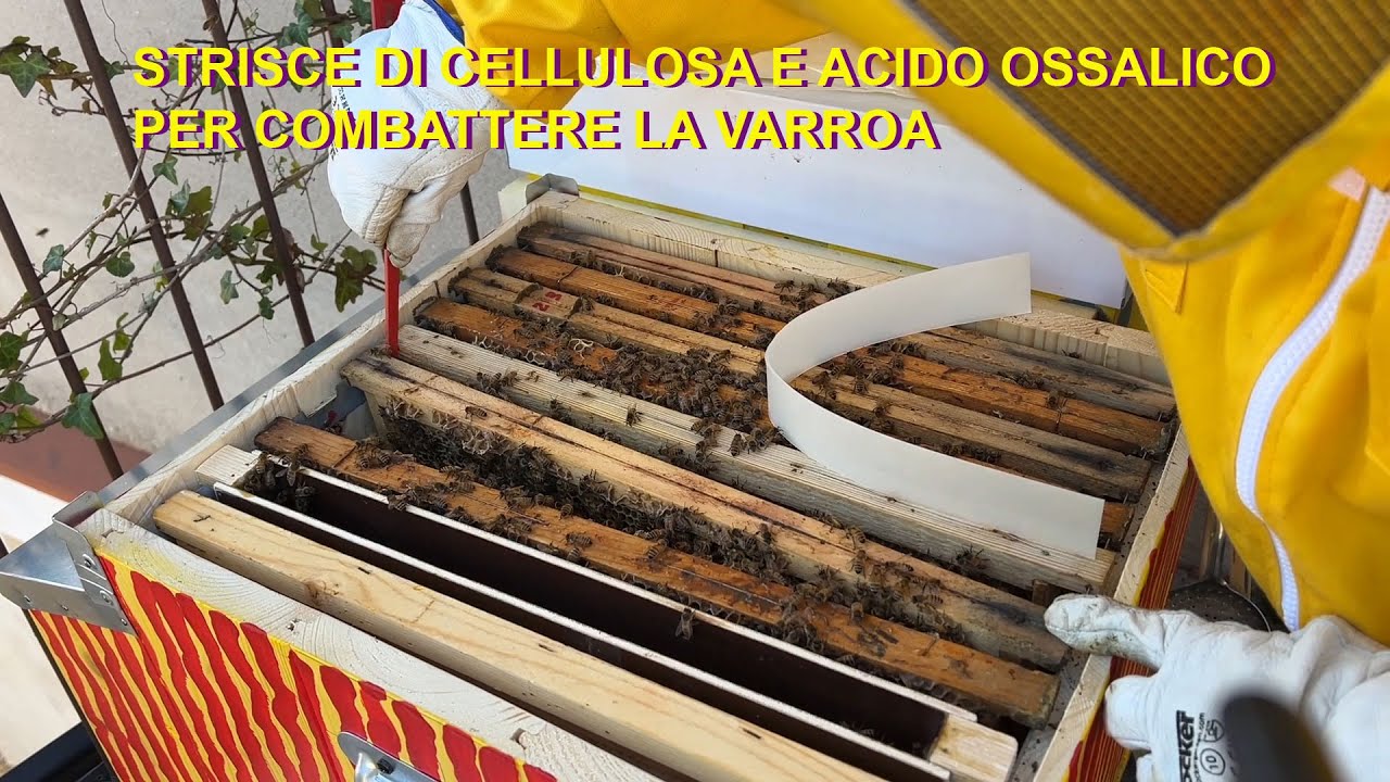 Strisce di cellulosa e acido ossalico contro la varroa
