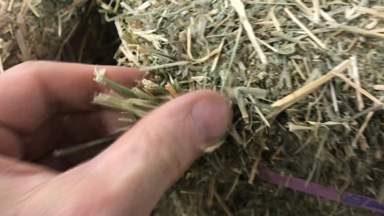 the DIFFERENCES between straw and hay