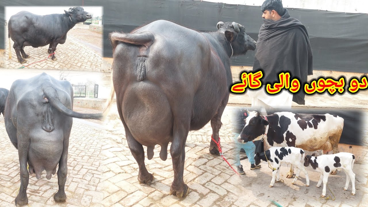 احتشام گجر چیچیاں 6 بھینس 3 گاہیں برائے فروخت 19فروریkarnana channel2024