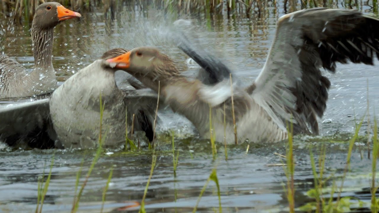 Greylags Fighting  26:4:23